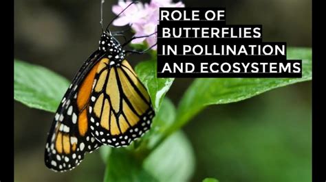 The Scientific Study of Magic Butterflies: An Overview